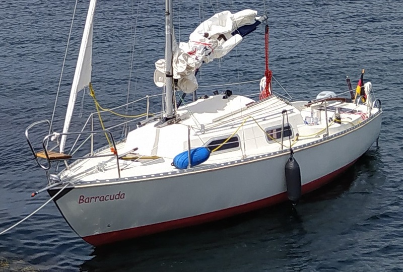 Shark 24